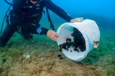 Un buzo suelta erizos de mar de una cesta blanca en el fondo del mar.