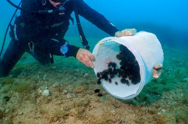 Un buzo suelta erizos de mar de una cesta blanca en el fondo del mar.