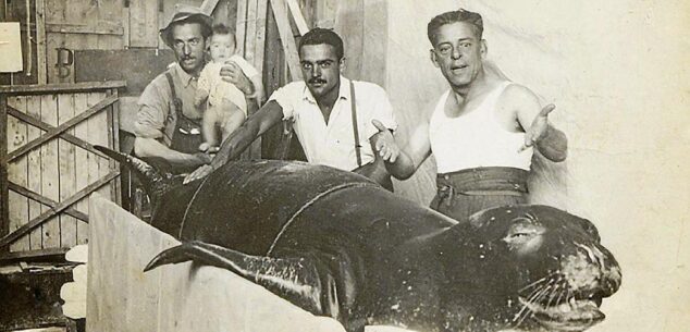Imagen: Ejemplar atrapado por un arte de pesca en Cala Blanca (Ciutadella) en 1950 | Foto archivo de Francesc Avellà.