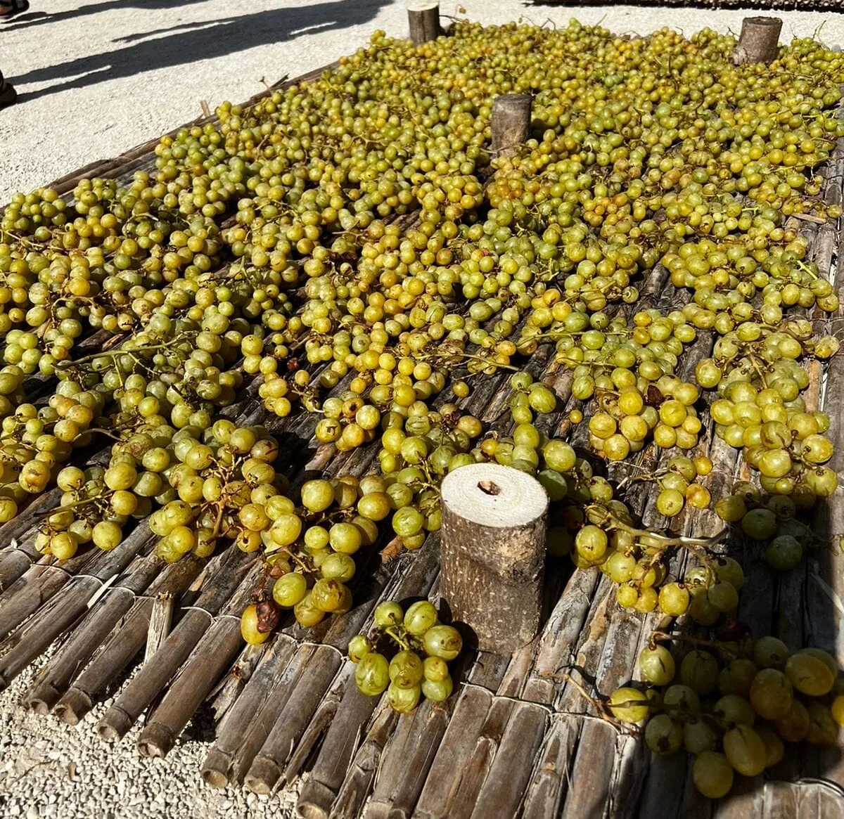 Escaldà de la pansa