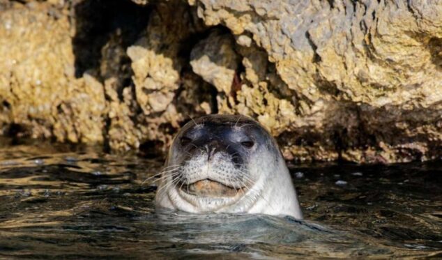 Imagen: Foca monje en un avistamiento reciente en el Mediterráneo | Foto Archivo de P. Henry