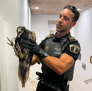 Un agente de la Policía Local de Xàbia con uniforme sostiene con guantes un ave grande y mojada, posiblemente un alimoche.