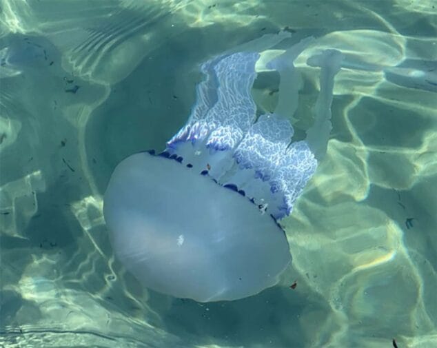 Imagen: Una medusa en aguas de la Marina Alta-MedusApp