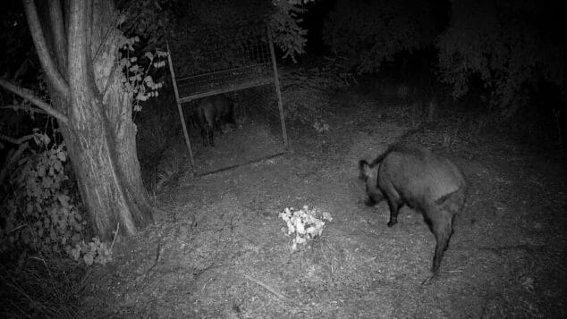 Dos jabalíes por la noche, uno dentro de una jaula trampa metálica y otro fuera.