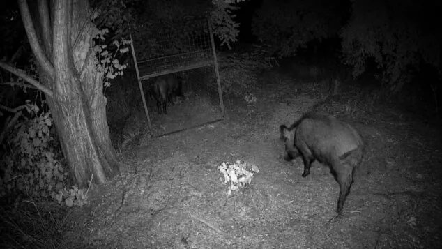 Dos jabalíes por la noche, uno dentro de una jaula trampa metálica y otro fuera.