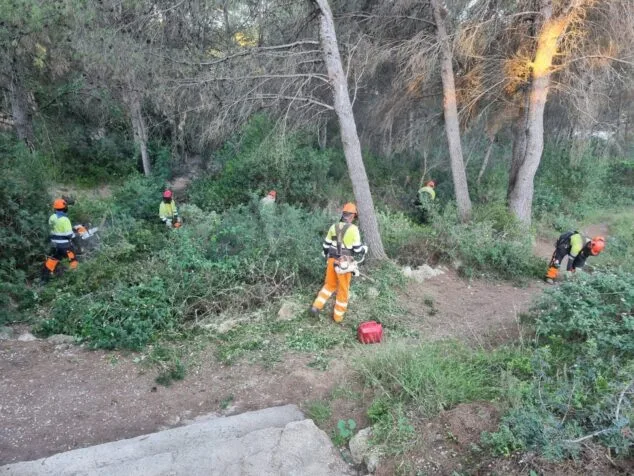 Imagen: Limpieza en una parcela forestal