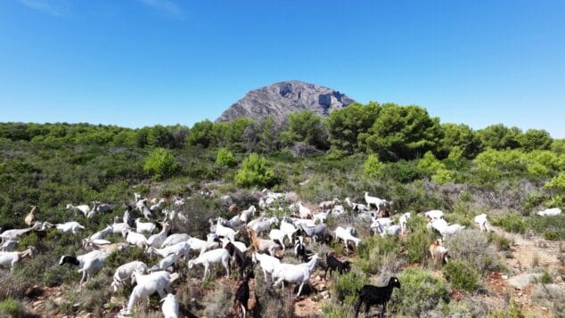 Imagen: Pastoreo de cabras en el Parque Natural del Montgó