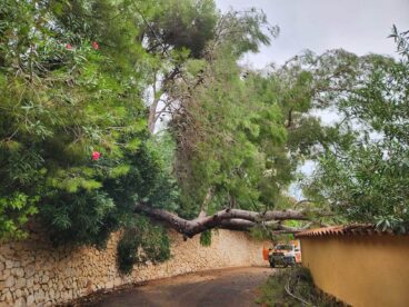 Caída de árboles a causa el temporal Adam | Foto Protecció Civil Xàbia