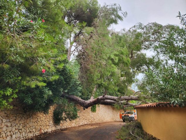 Imagen: Caída de árboles a causa el temporal Adam | Foto Protecció Civil Xàbia