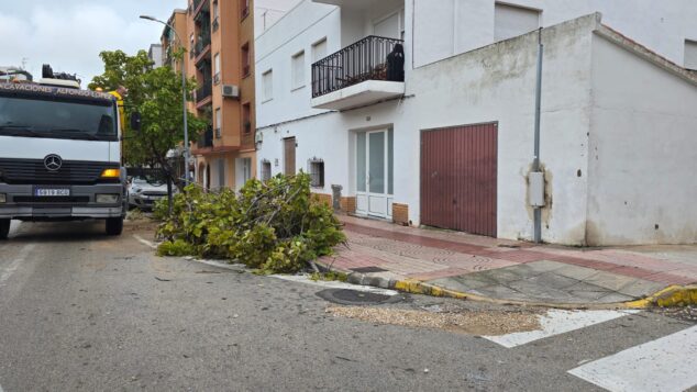 Imagen: Caída de un árbol a consecuencia del temporal Adam