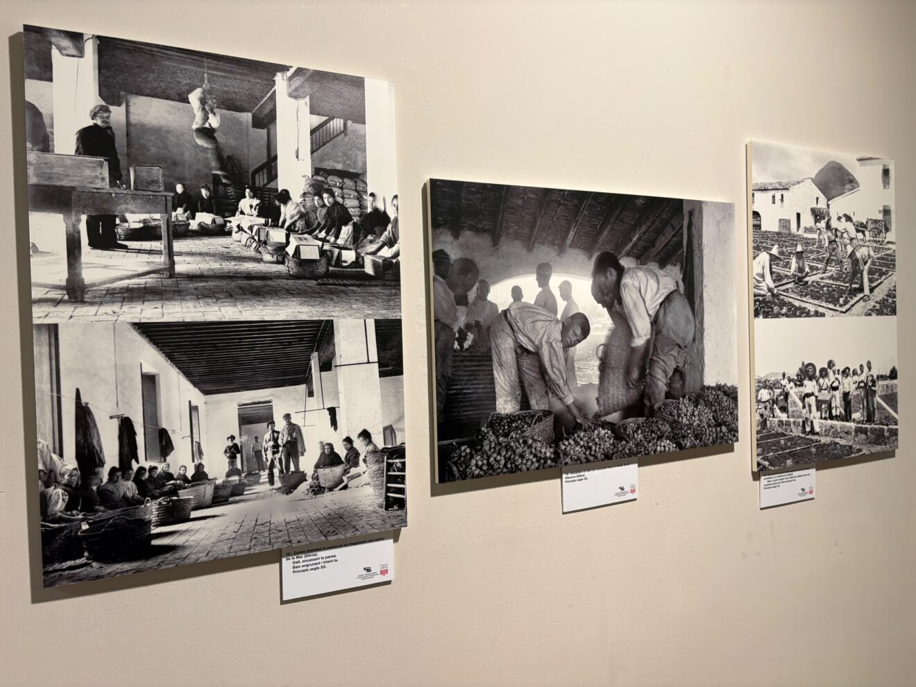 Presentación de la exposición de la familia Guardiola en Fundación Cirne Xàbia (8)